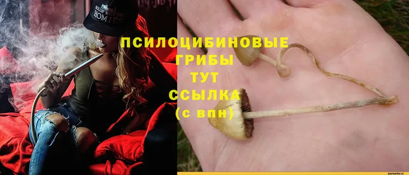 MEGA tor  Кизел  Псилоцибиновые грибы MAGIC MUSHROOMS  наркота 